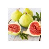 HİLAL TARIM ÇİFTLİĞİ Tüplü Aydın sarı lop incir fidanı