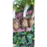 Hınzır Orchis Sancta Salep Yumrusu 25 Adet