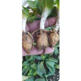 Hınzır Salep Serapias Yumrusu 1 Kg