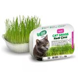 Hobi Fileli Kedi Çimi Cat Grass Ekonomik - Sindirim Dostu Ve Eğlenceli Aktivite