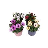 HOBİ VE BAHÇE Bodrum Papatyası - Osteospermum - Saksı'da Canlı Çiçek - 4lü Miks