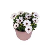 HOBİ VE BAHÇE Bodrum Papatyası - Osteospermum - Saksı'da Canlı Çiçek - Beyaz Renk
