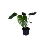 HOBİ VE BAHÇE Deve Tabanı - Monstera Deliciosa - Bitki Boyu 30-40 Cm