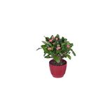 Hobi Ve Bahçe Dikenler Tacı (Euphorbia Milii) 10-20 Cm