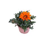 HOBİ VE BAHÇE Gazanya Çiçeği – Koyun Gözü Saksı'da (gazania)