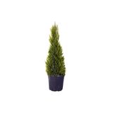 HOBİ VE BAHÇE HAFTANIN YILDIZI Limon Çamı - Limoni Servi (CUPRESSUS MACROCARPA) (100 - 120CM SAKSI DAHİL)