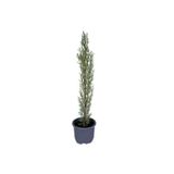 HOBİ VE BAHÇE Kara Selvi - Mezarlık Servi Saksı'da - Cupressus Sempervirens - 35-45 Cm Dikime Hazır