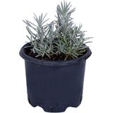 Hobi ve Bahçe Lavanta Saksıda (Lavandula Officinalis) - Canlı Çiçek - 1.5 Litre