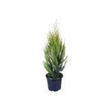 Hobi ve Bahçe Limon Çamı - Limoni Servi (Cupressus Macrocarpa) (70-80 Cm)