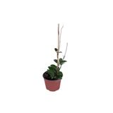 HOBİ VE BAHÇE Mum Çiçeği - Hoya Carnosa - Saksı'da