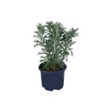 HOBİ VE BAHÇE Sarı Papatya - Sarı Çalı Papatyası (euryops Pectinatus) Saksı'da