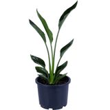 Hobi ve Bahçe Starliçe - Starliçe Regina - Bitki Boyu 50-60 cm (Saksı Hariç) - Cennet Kuşu - Strelitzia Regina