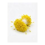Hobialem Yapay Çiçek Tohumu (ERCİK) -Yapay Çiçek Yapımı İçin Stamens - 380 adet - SARI RENK