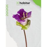 Hobitar Çan Sarmaşığı Çiçek Tohumu - 10 Adet - 1 gr