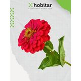Hobitar Kirli Hanım Çiçeği Tohumu 150 Adet - 1 gr Yüksek Verim ve Kolay Bakım