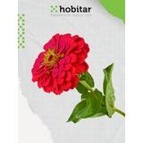 Hobitar Kirli Hanım Çiçeği Tohumu - 150 Adet
