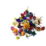 Hobizubi Mini Kurutulmuş Çiçekler - Mix - Renkli