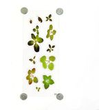 Hobizubi Reçine Epoksi Sticker - Yaprak 5 - Yeşil