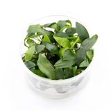 Homalomena Sp Sekadau South In Vitro 200cc Canlı Bitki