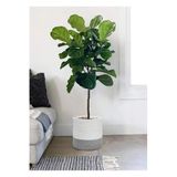 Home Turko Dekoratif Hasır, Jüt Sepet Saksı 25cm X 20 Cm, Jüt Bej Saksılık, Dekoratif Saksı Ve Havluluk Sepet Gri Beyaz