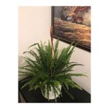 Homeplantss Fujer Aşk Merdiveni Fidanı 10-20 cm