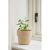HOMİNG Homing Plastik Saksı Krem 11 cm SEH-4619