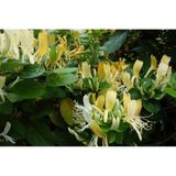 Honeysuckle Flower Seedling Hanımeli Çiçeği Fidanı Lonicera 10-20 Cm
