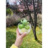 Hora Candle Atelier Skulent Mum - Açık Yeşil