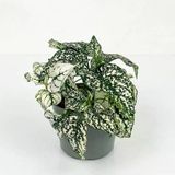 Hostes Çiçeği Fidanı Hypoestes Çilli Yaprak Çiçeği Beyaz 10-20 Cm