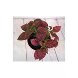 Hostes Fittonia Hypoestes Çiçeği Fidanı Çilli Kırmızı 10-20 Cm