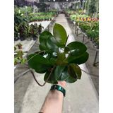 Hoya Australis (Mum Çiçeği)