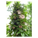 Hoya Beyaz Renk Mum Çiçeği 30-50Cm Çok Yıllık Sarmaşık Bitki