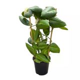 Hoya Calycina 'Stargazer' (Mum Çiçeği)