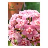 Hoya Carnnosa Pembe Renk Mum Çiçeği 10-20Cm 1 Adet Saksılı
