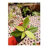 Hoya Carnosa Mum Çiçeği Fidesi 8Cm lik Saksıda