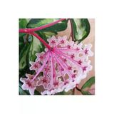 Hoya Carnosa Tricolor Alacalı Mum Çiçeği