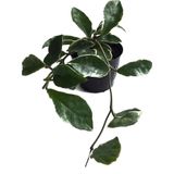 Hoya Carnosa 'Variegata' (Mum Çiçeği)