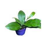 Hoya Crassipetiolata (Mum Çiçeği)