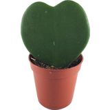 Hoya Kerrii (Mum Çiçeği)