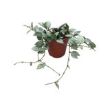 Hoya Krohniana 'Eskimo' (Mum Çiçeği) Ø12 CM Y20-25 CM