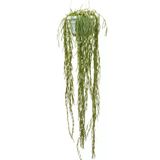 Hoya Linearis (Mum Çiçeği)