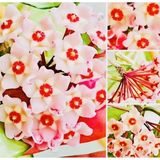 Hoya Pink 1,5 Metre cm Kokulu Mum Çiçeği Bitkisi Koleksiyon Serisi