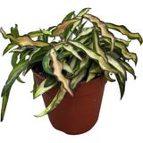 Hoya Wayetii 'tricolor' (Mum Çiçeği)