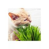 Hs Tarım Kedi Çimi Tohumu Paket Cat Grass