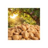 Hurma Kervanı Doğal Aydın İnciri Dal Kurusu 1 kg