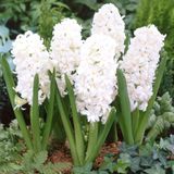 Hyacinthus Aiolos Beyaz Sümbül Soğanı (3 adet)