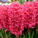 Hyacinthus Anne Marie Sümbül Soğanı 3 Adet