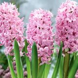 Hyacinthus Fondant Sümbül Soğanı 3 Adet