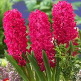 Hyacinthus Jan Boss Sümbül Soğanı (3 adet)