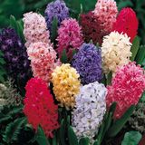 Hyacinthus Karışık Mix Sümbül Soğanı 10 Adet